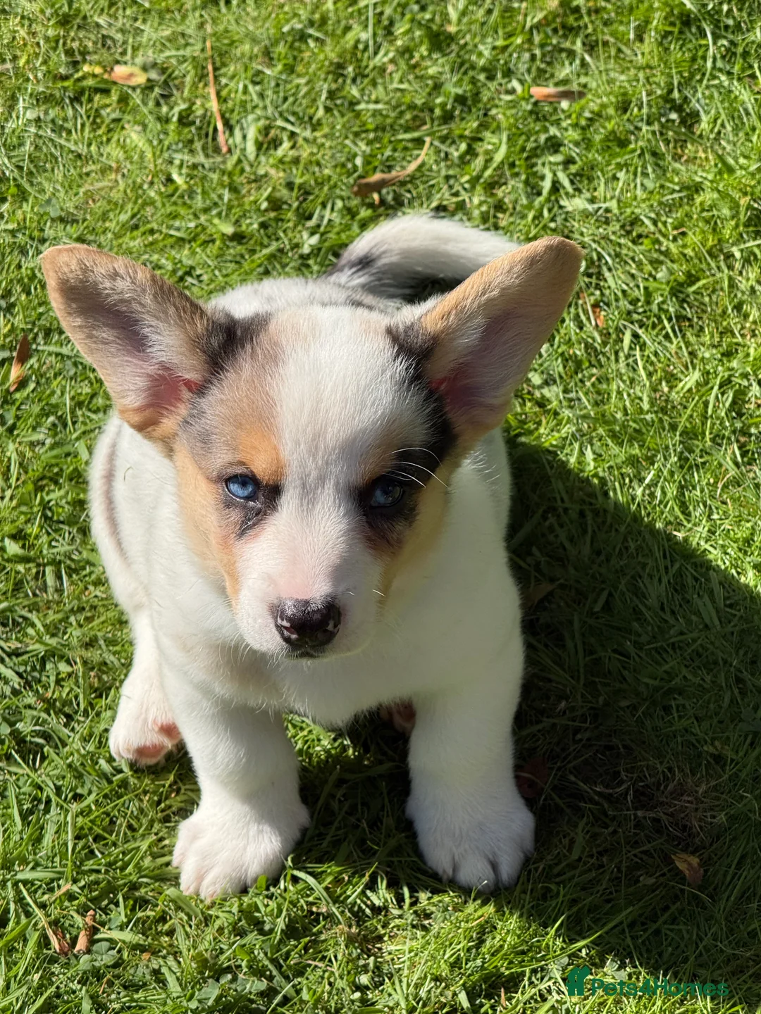 Welsh Corgi Cardigan dogs for sale: 🐶 4 left 🐶 Cardigan Corgi puppies 🐾 - Advert 2