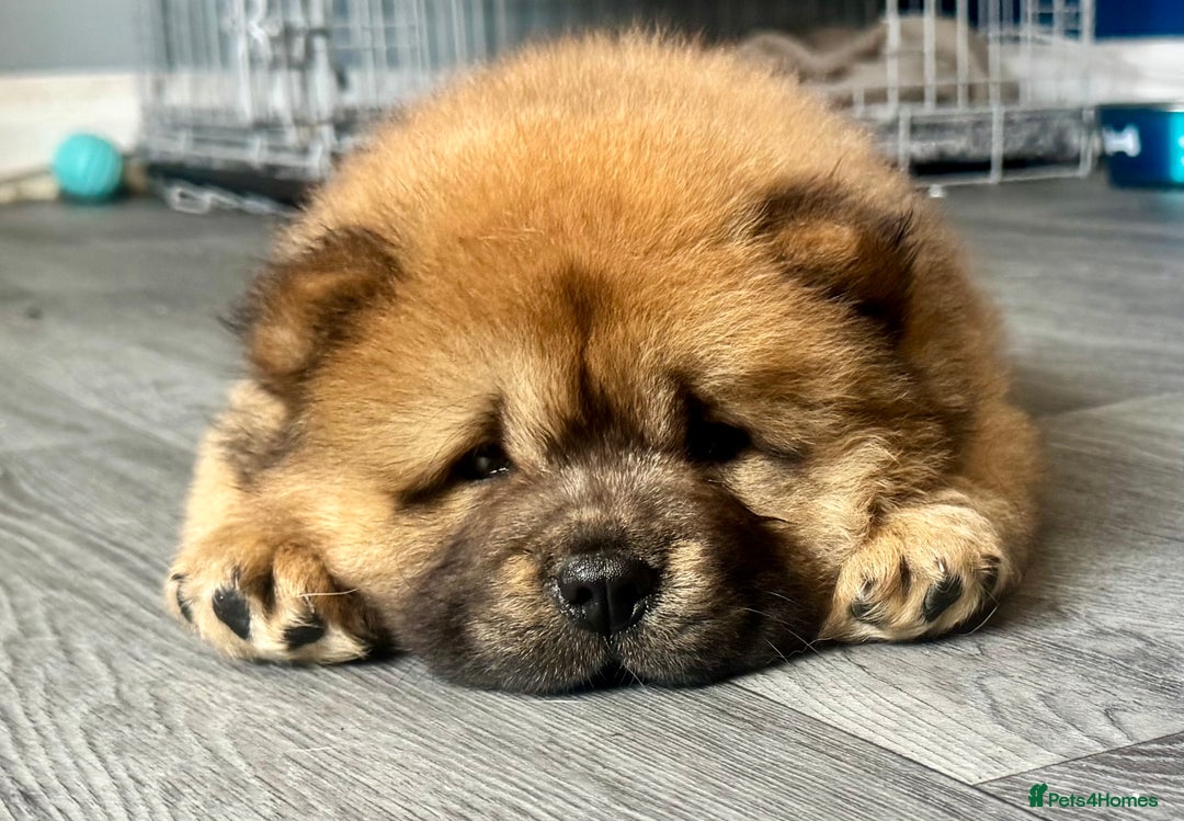 Chow Chow dogs for sale: 4 month old chow chow male  - Image 17