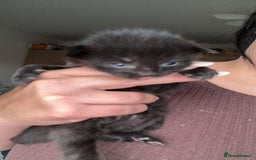 Mixed Breed cats for sale: 4 beautiful kittens for sale - Image 2