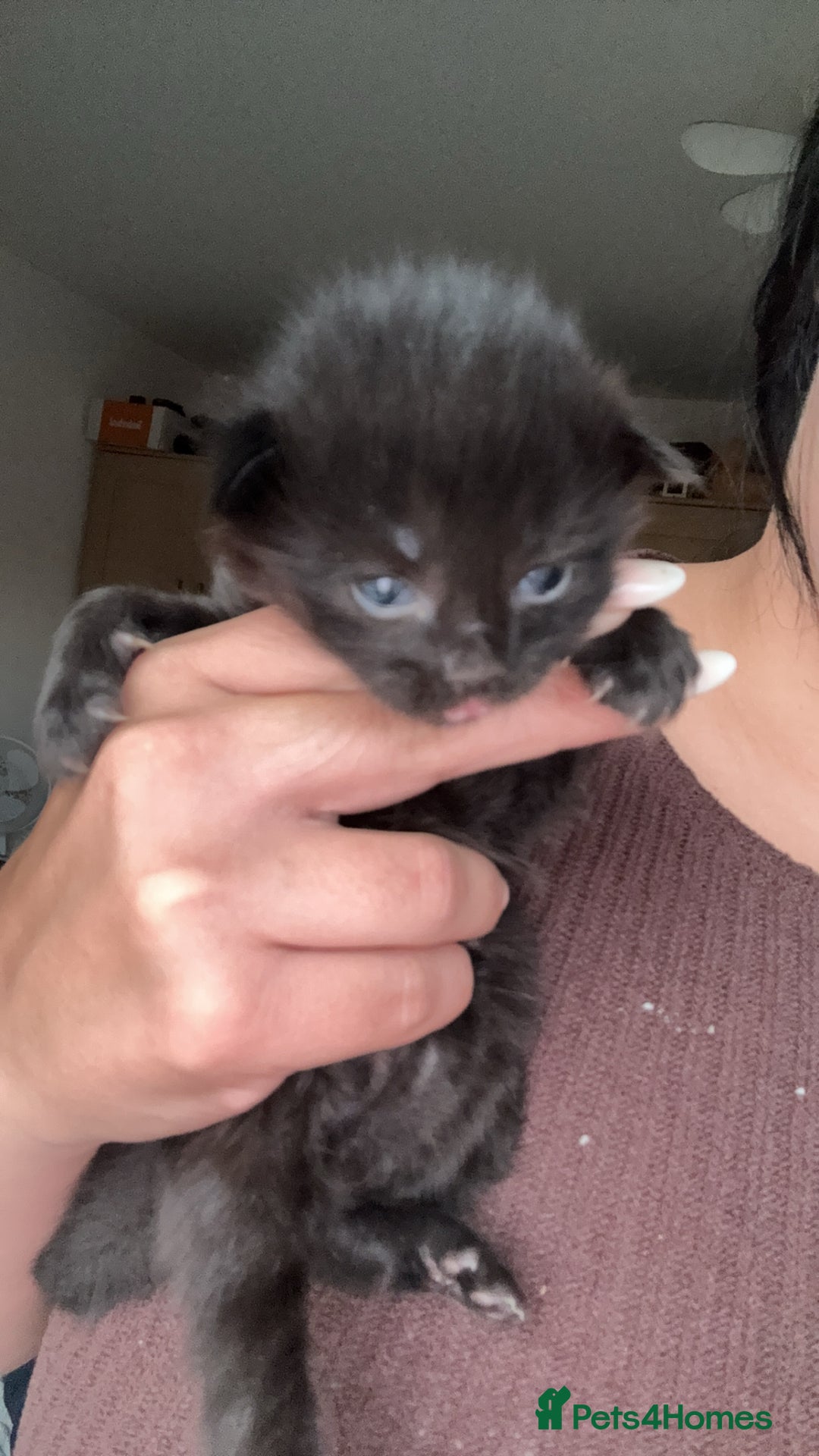 Mixed Breed cats for sale: 4 beautiful kittens for sale - Image 2