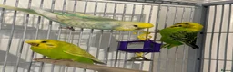 Budgerigars birds for sale: Budgies looking for a loving home  - Advert 8