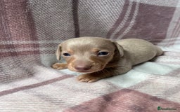 Miniature Dachshund dogs for sale: Miniature dachshunds  - Image 7