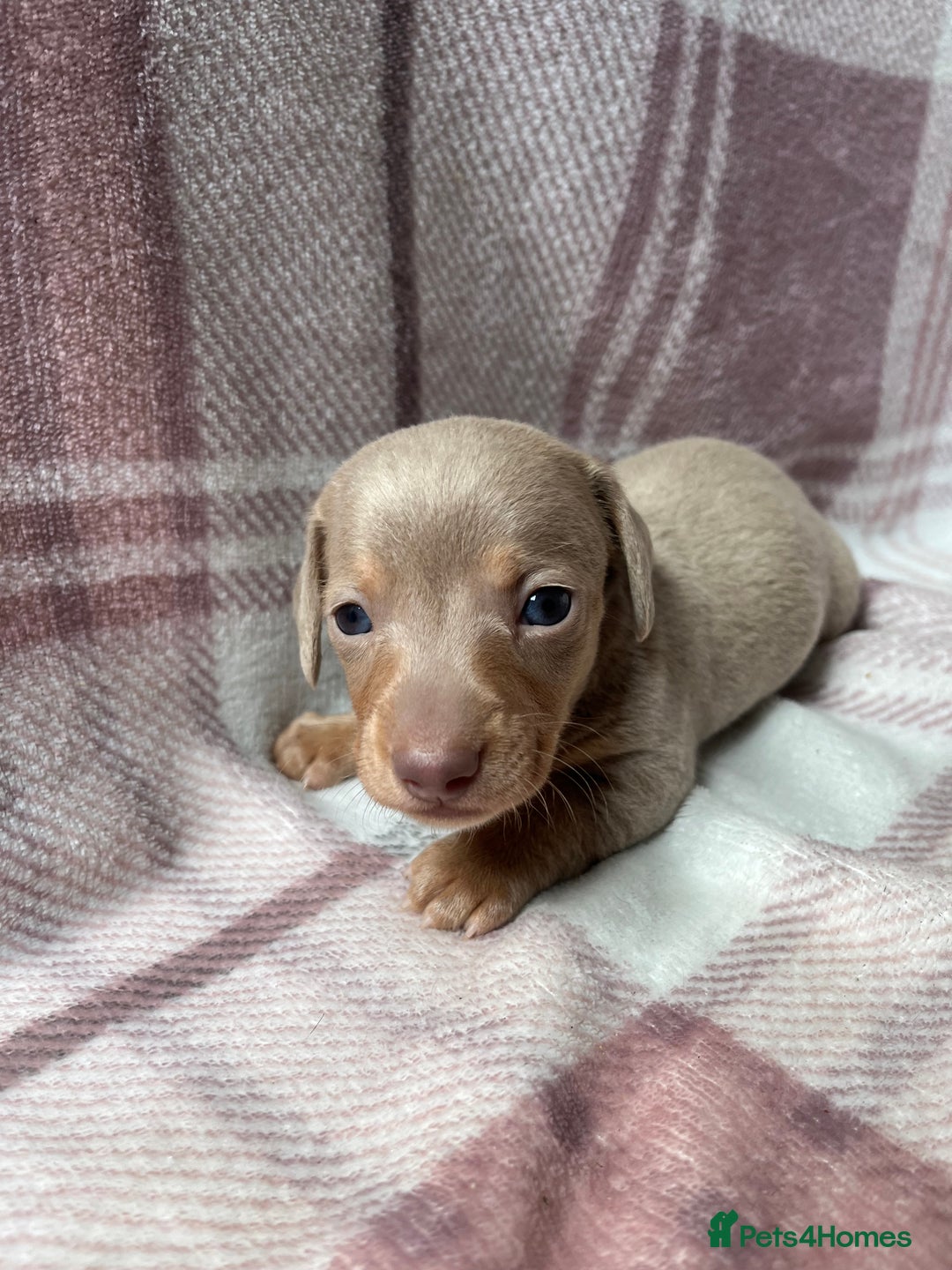 Miniature Dachshund dogs for sale: Miniature dachshunds  - Image 7
