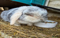 Mini Lop rabbits for sale: Beautiful male mini lop  - Image 3