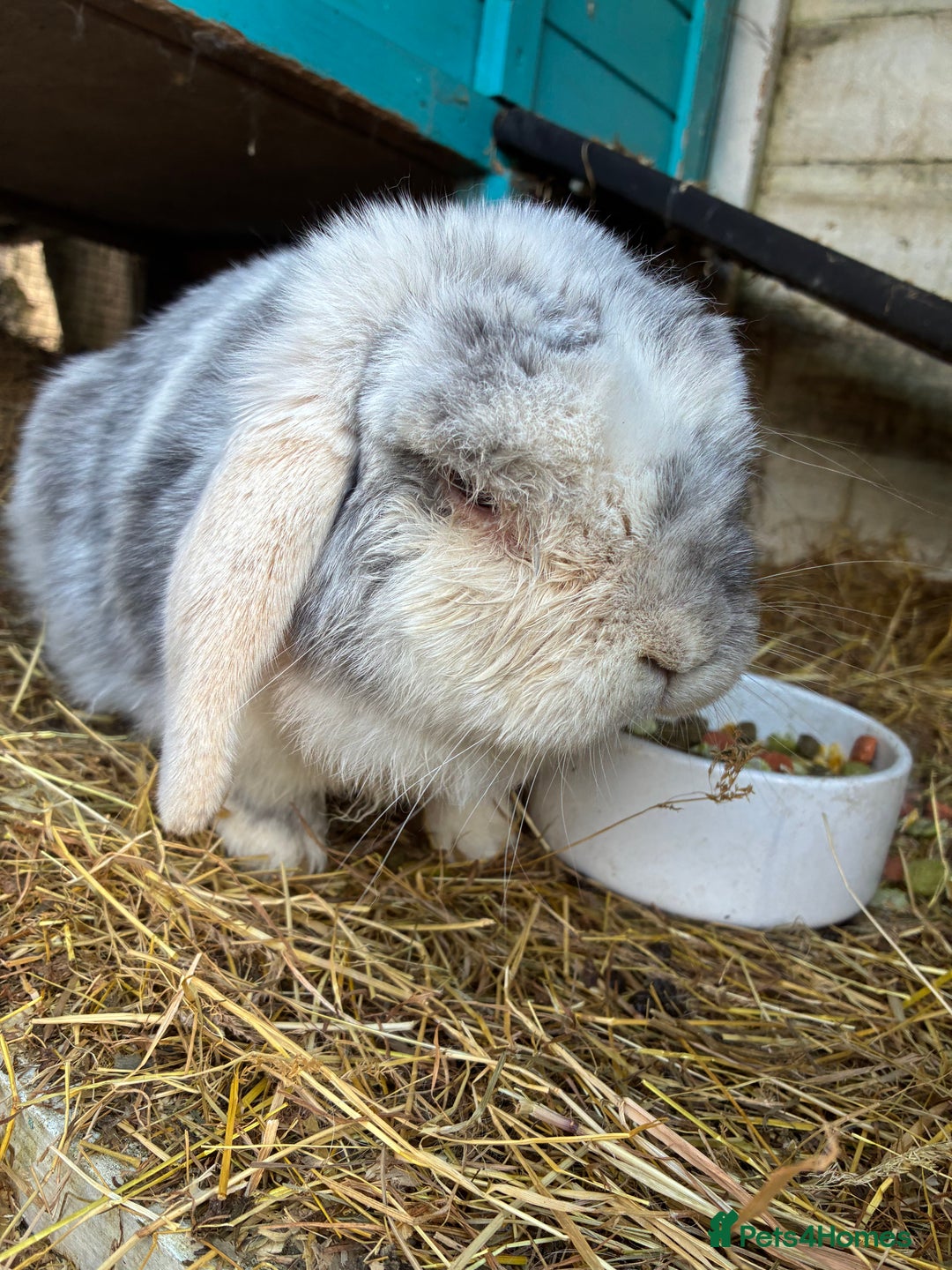 Mini Lop rabbits for sale: Beautiful male mini lop  - Image 3