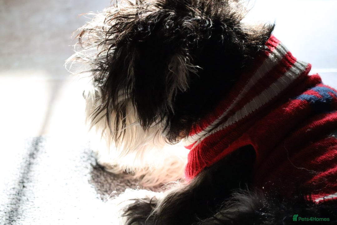 Miniature Schnauzer dogs for stud: Miniature Schnauzer stud - Advert 6