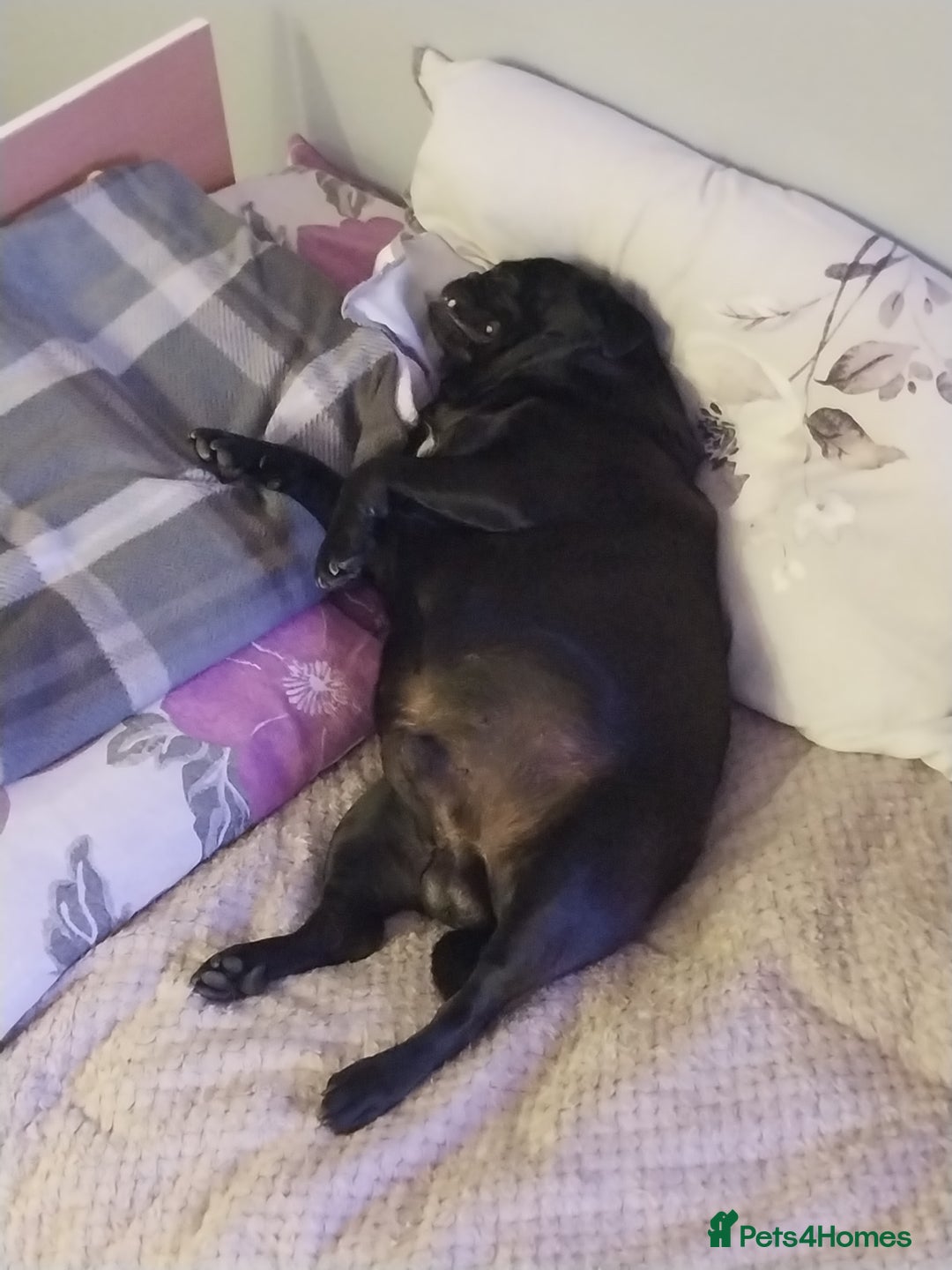 Pug dogs for sale: Max the pug  - Image 1