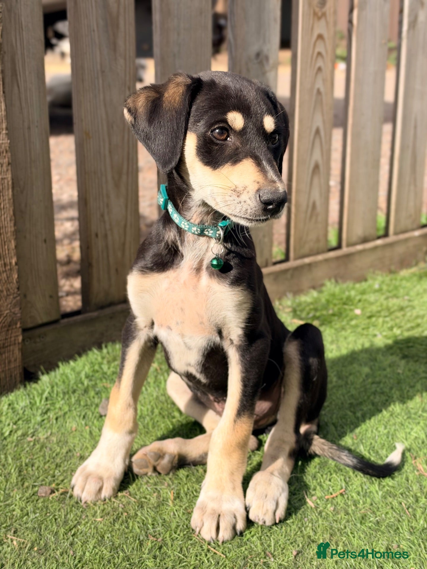 Mixed Breed dogs for sale: My last little boy left - Advert 3