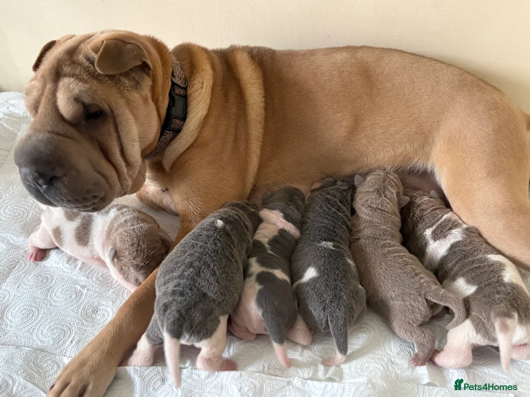 Shar Pei dogs for sale: Stunning rare Shar-Pei puppies  - Advert 4