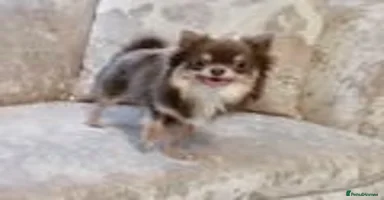 Chihuahua dogs - Advert 16
