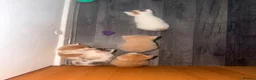Mixed Breed cats for sale: 5 mixed colour kittens for sale - Advert 10