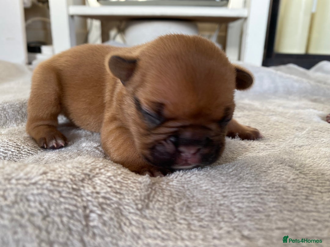 French Bulldog dogs for sale: French bulldog pups  - Image 6
