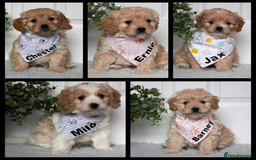 Miniature Poodle dogs for stud: KC registered / health tested / colour tested  in Bolton - Image 10