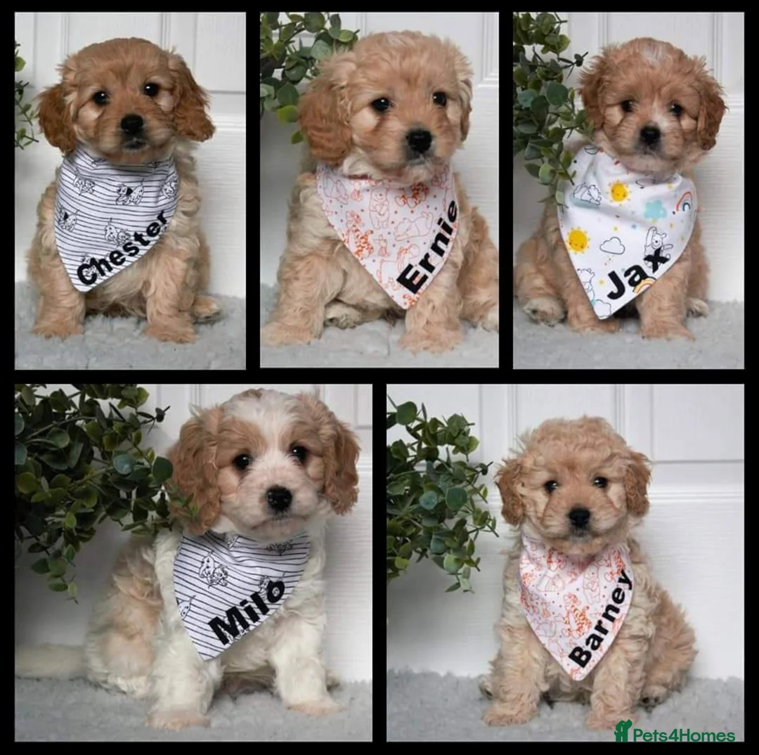 Miniature Poodle dogs for stud: KC registered / health tested / colour tested  in Bolton - Advert 10