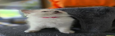 Ragdoll Kitten 5