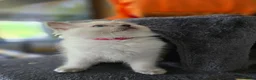 Ragdoll cats for sale: Beautiful pure Ragdoll kittens  - Advert 5