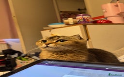 British Shorthair cats for sale: Luna British Shorthaired  - Image 1