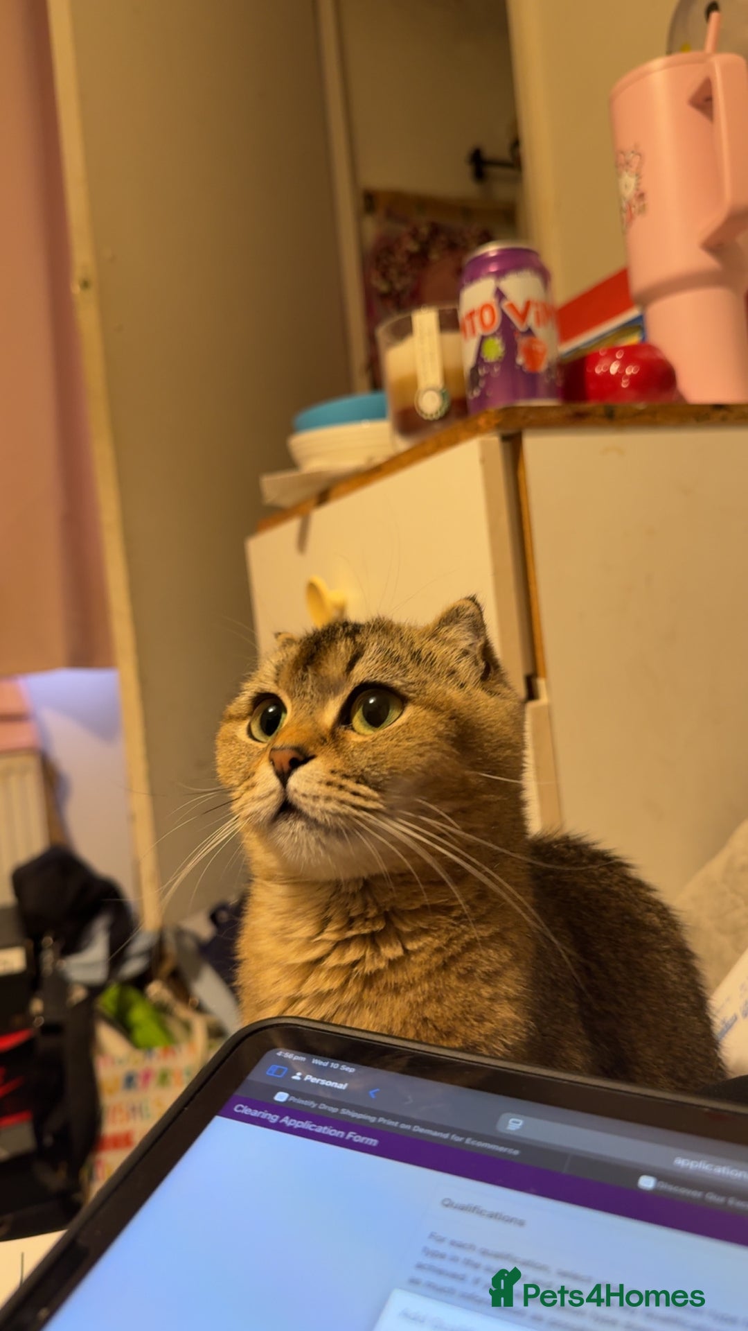 British Shorthair cats for sale: Luna British Shorthaired  - Image 1