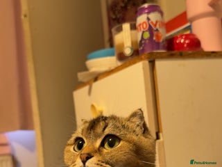 British Shorthair cats - Advert 19