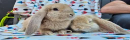 French Lop rabbits for sale: Frenchlop bucks available 8 weeks old today  - Advert 2