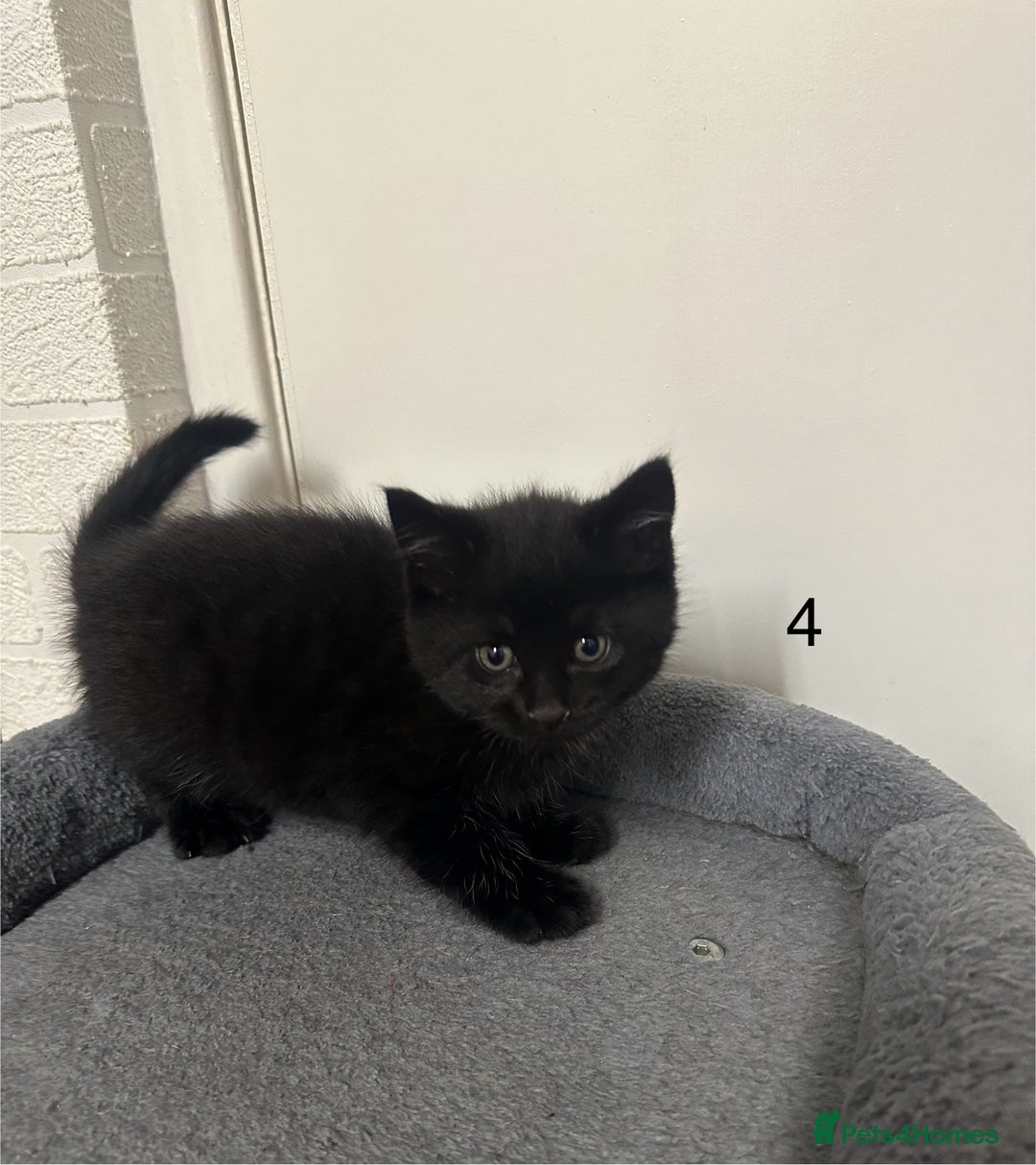 Mixed Breed cats for sale: 4 black tabby male kittens for sale - Advert 5