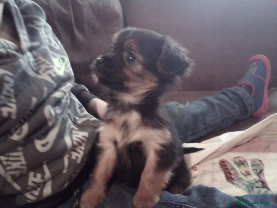 Chorkie dogs for sale: Chihuahua x gold dust yorkie in Cardigan - Advert 1