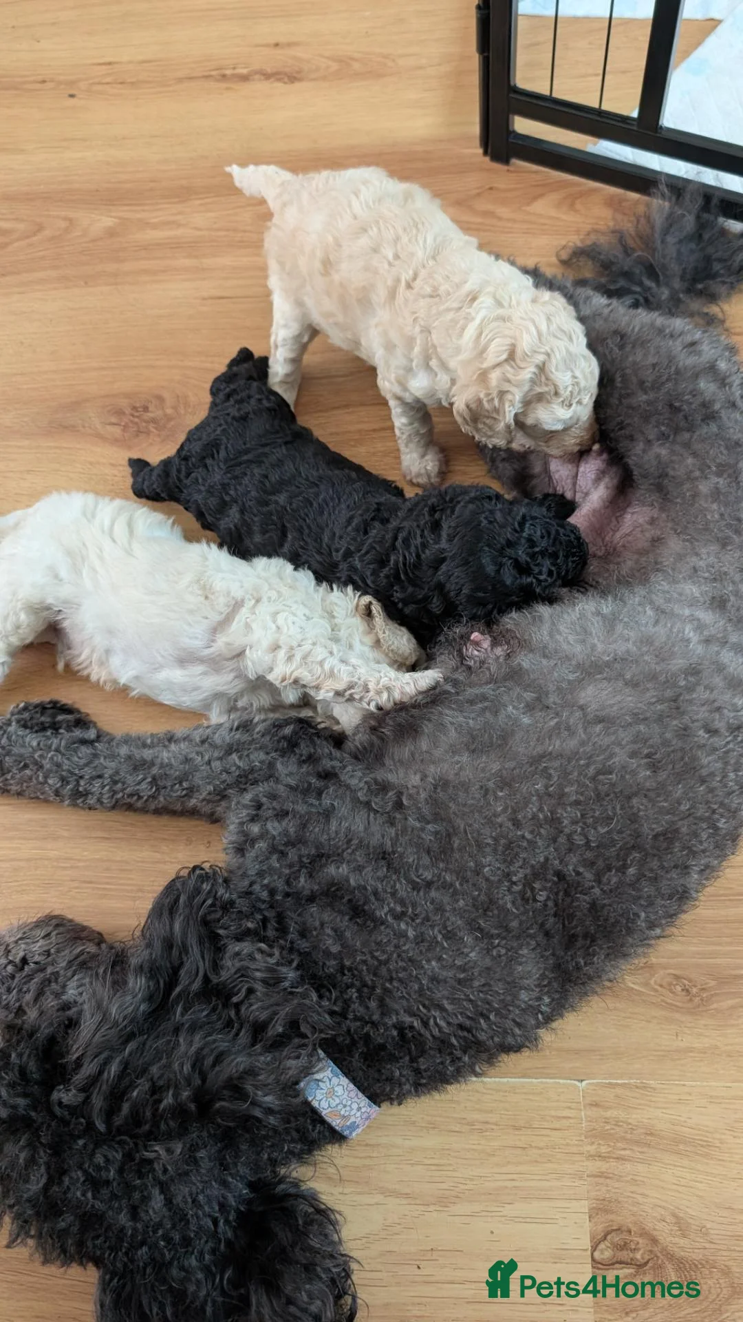 Mixed Breed dogs for sale: REDUCED - Moyen poodle puppy  - Advert 2