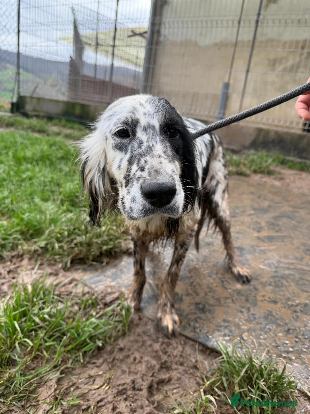 English Setter dogs for adoption: Dama  - Advert 14