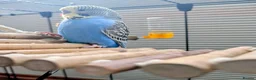 Budgerigars birds for sale: Young Male Budgie Looking for a Loving Home - Advert 4