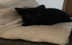 Mixed Breed cats for sale: Playful kittens looking for their forever home  - Image 5