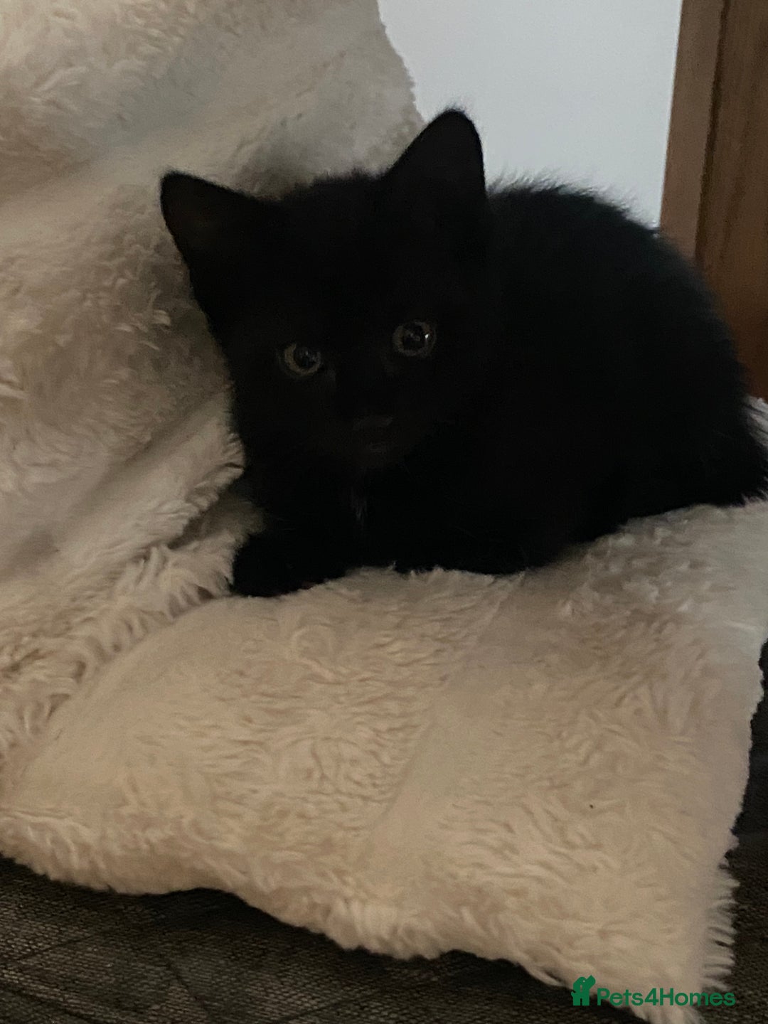 Mixed Breed cats for sale: Playful kittens looking for their forever home  - Image 5