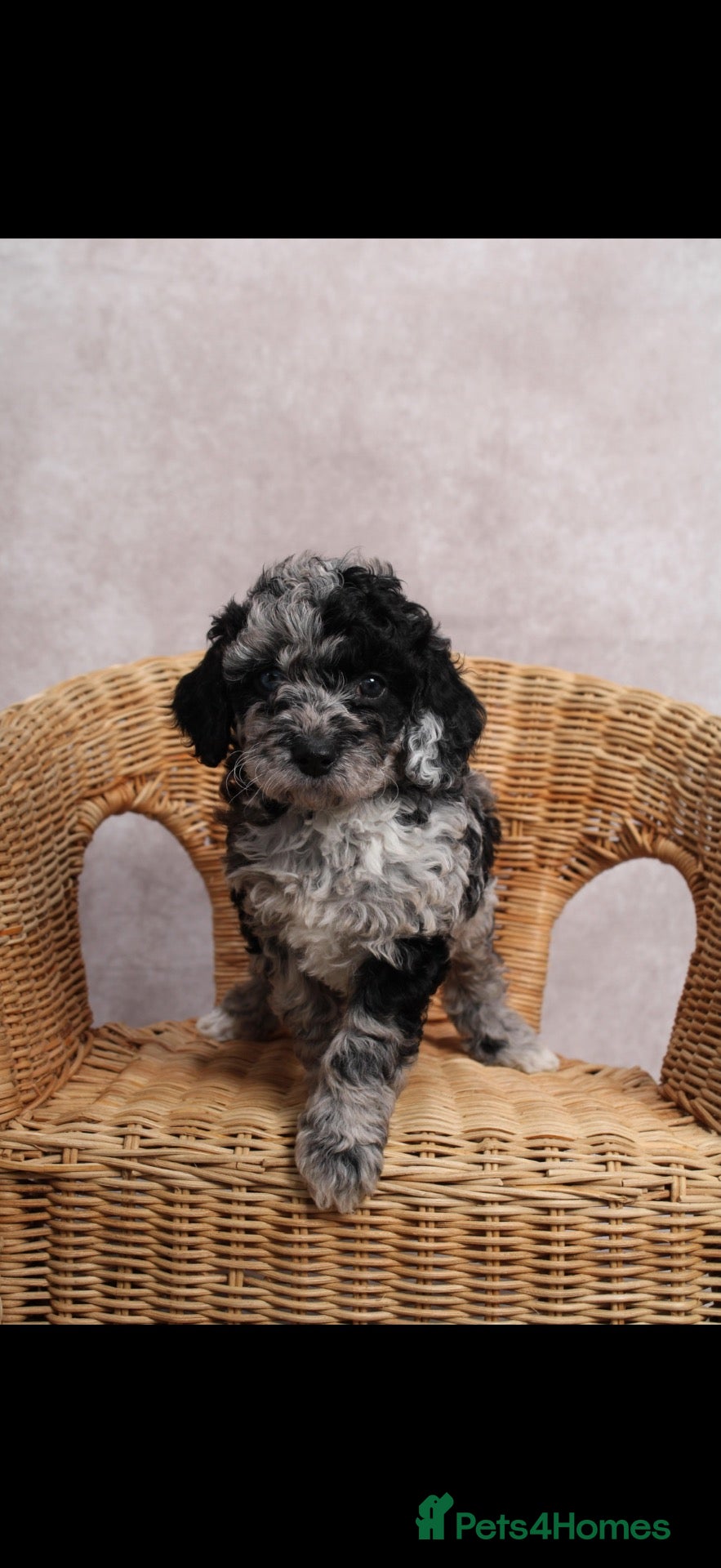 Cockapoo dogs TOP CLASS PUPPIES  - Advert 2