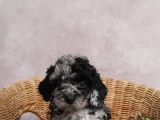 Cockapoo dogs TOP CLASS PUPPIES - Advert 2