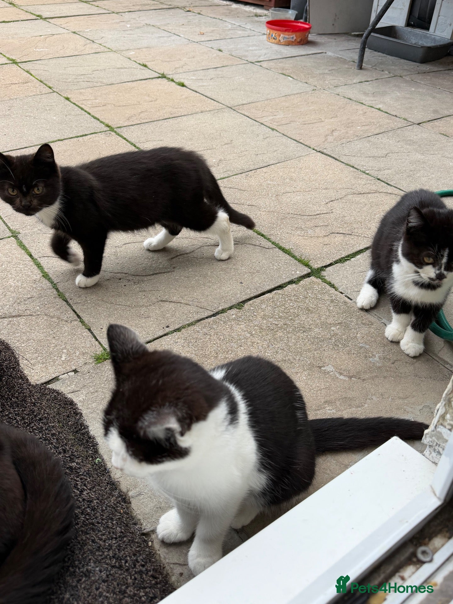 Mixed Breed cats for sale: 6 month old kittens for adoption  - Advert 16
