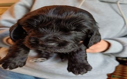 Cockapoo dogs for sale: Gorgeous cockapoo puppies F1B - Image 14