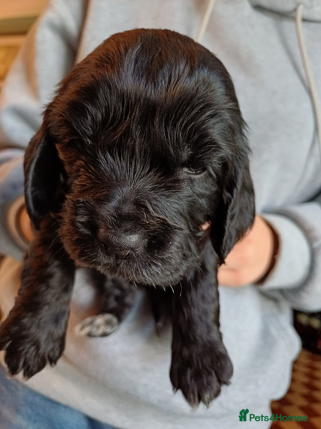 Cockapoo dogs for sale: Gorgeous cockapoo puppies F1B - Image 14