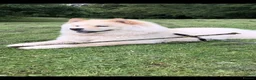 Chow Chow dogs for sale: Chow Chow Puppies  - Advert 2
