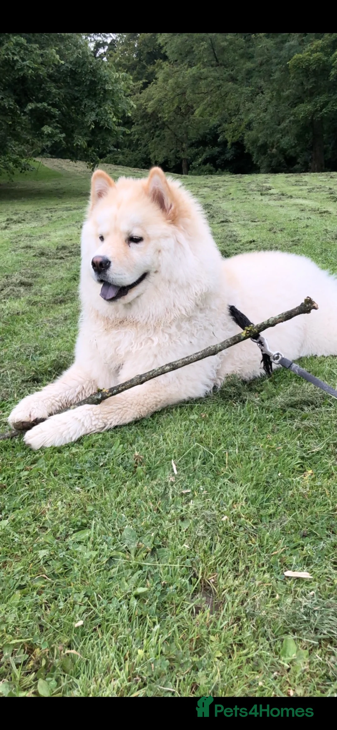 Chow Chow dogs for sale: Chow Chow Puppies  - Advert 2
