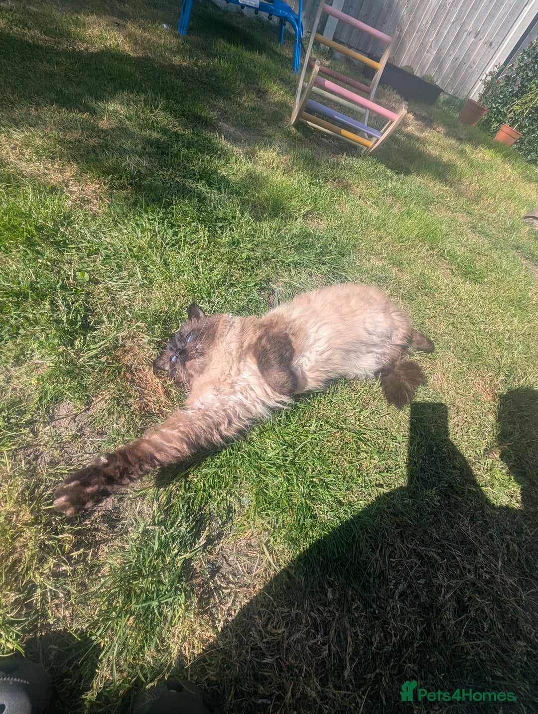 Ragdoll cats for sale: Absolutely gorgeous mink seal ragdoll for sale  - Image 9