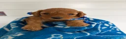 Cockapoo dogs for sale: Health tested 4 red F1b cockapoo  - Advert 33