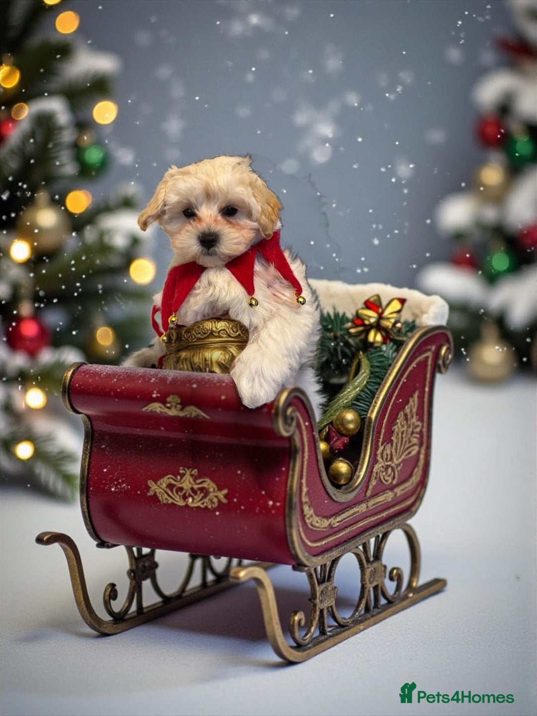 Maltipoo dogs for sale: Stunning Apricot Maltipoos  - Advert 16