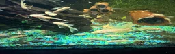 Plecos fish for sale: Long fin, blue eyed, lemon, bristle nose  in Rotherham - Advert 4