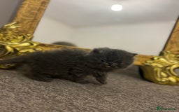 Persian cats for sale: GCCF SOLID BLUE PERSIAN PRINCESSES  - Image 9