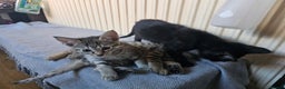 Savannah cats for sale: Gorgeous F4 Savannah Kittens - Advert 3