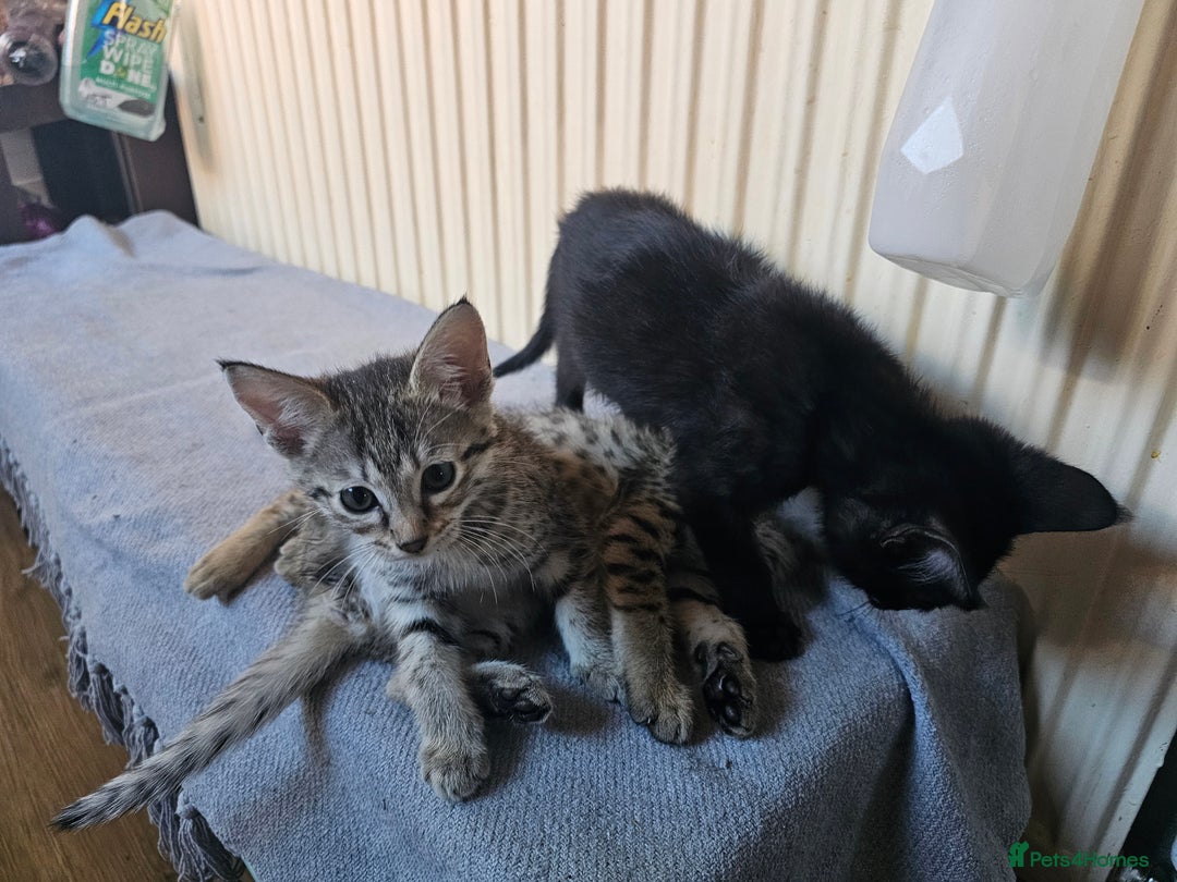 Savannah cats for sale: Gorgeous F4 Savannah Kittens - Advert 3