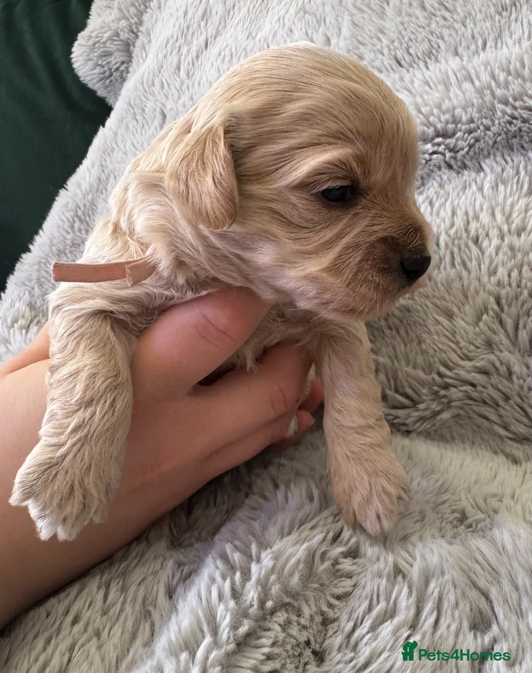 Maltipoo dogs for sale: Beautiful Maltipoo F1 puppies - 2 girls and 2 boys - Advert 2