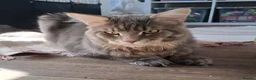 Maine Coon cats for stud: Proven XL Silver tabby Maine coon stud  in Atherstone - Advert 4