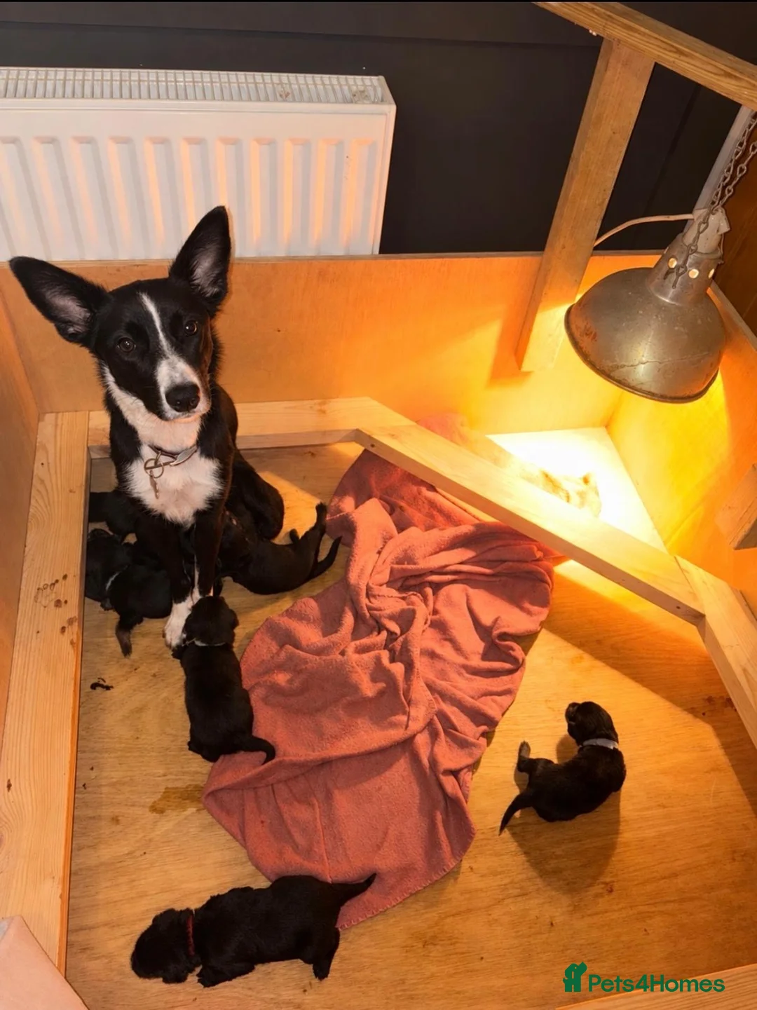 Mixed Breed dogs for sale: 🐾 Beautiful Colipoo Puppies – 4 Girls and 3 boys in Carmarthen - Advert 2