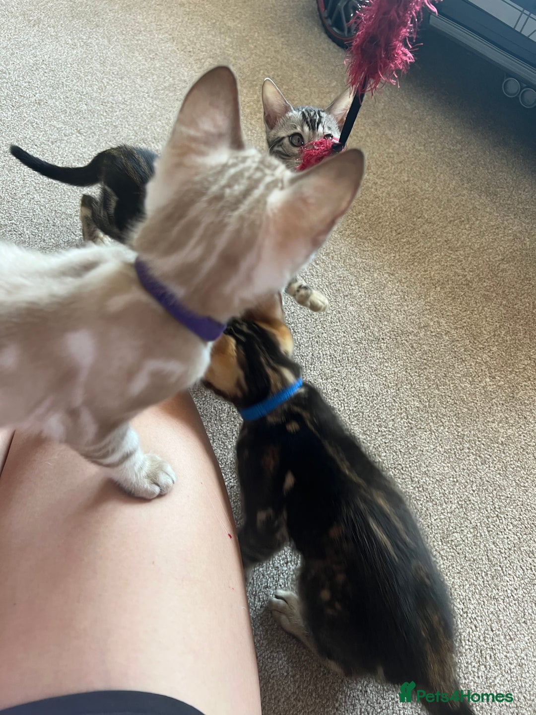 Bengal cats for sale: 🐾 TICA REGISTERED, READY TO LEAVE  😍😍 - Image 14