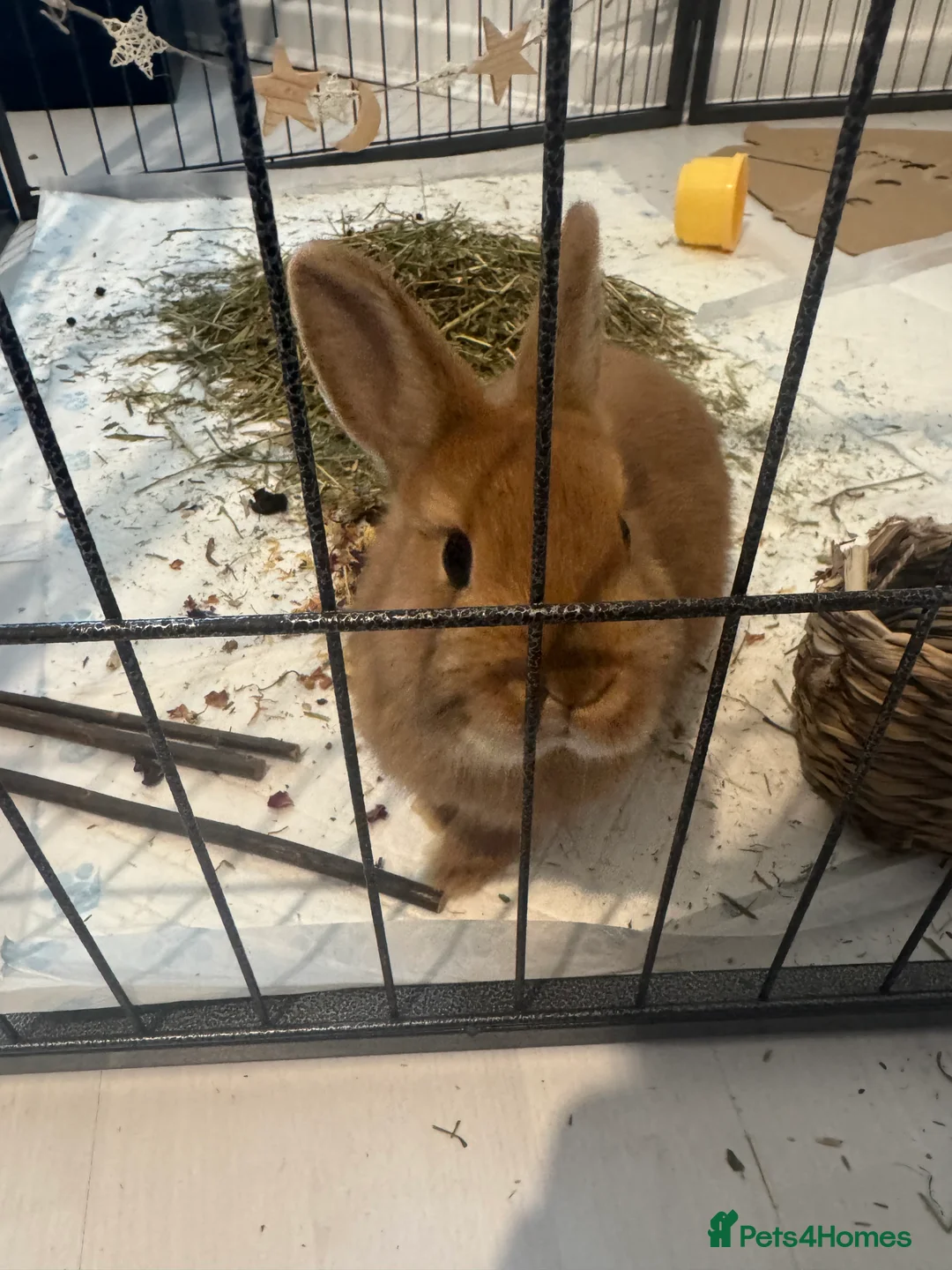 Netherland Dwarf rabbits for sale: female netherland dwarf  - Advert 3